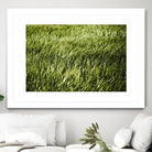 Grass II by Peter Morneau on GIANT ART - green photo art