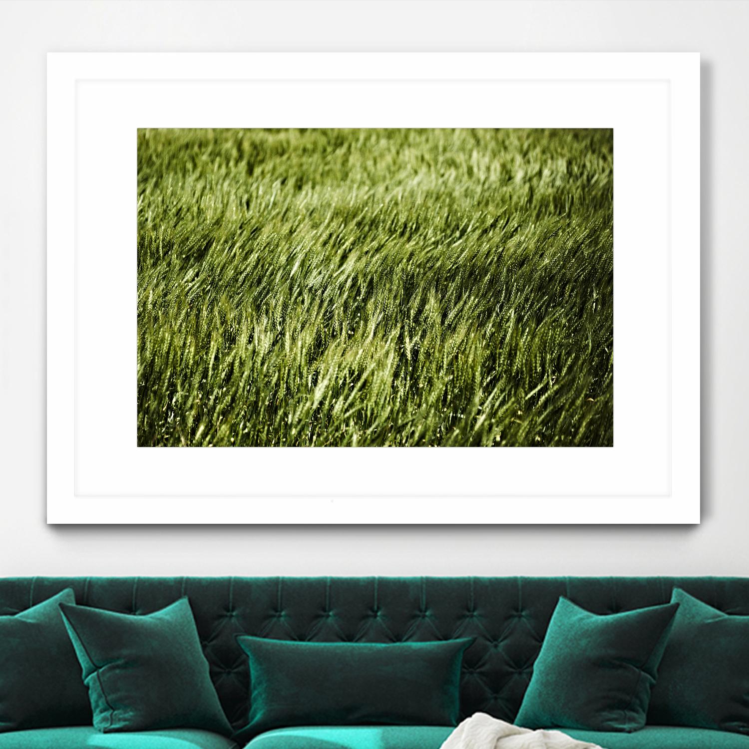 Grass II by Peter Morneau on GIANT ART - green photo art