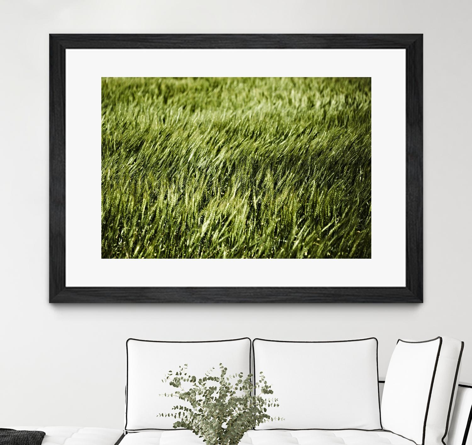 Grass II by Peter Morneau on GIANT ART - green photo art