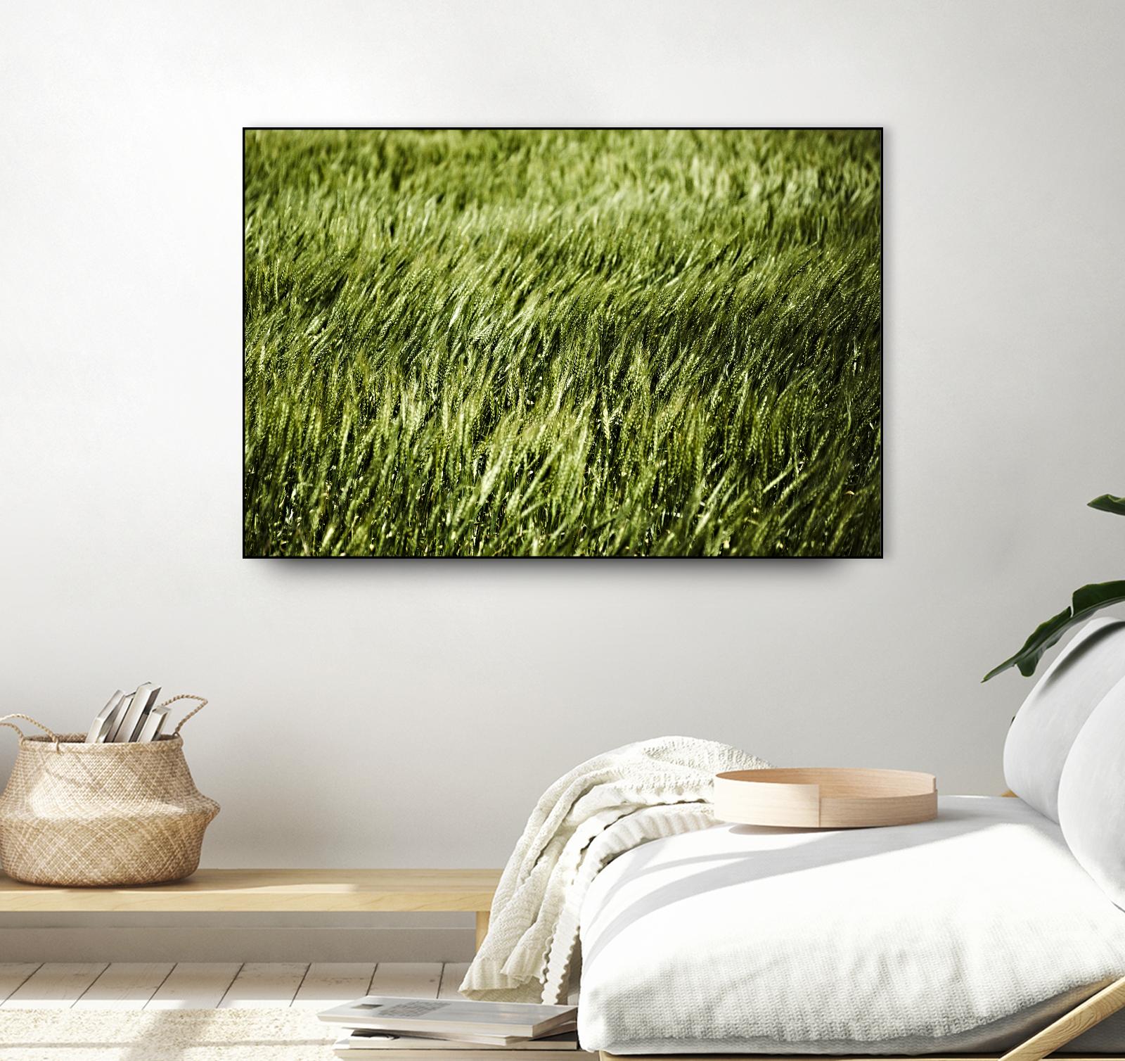 Grass II by Peter Morneau on GIANT ART - green photo art