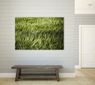 Grass II by Peter Morneau on GIANT ART - green photo art