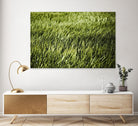 Grass II by Peter Morneau on GIANT ART - green photo art
