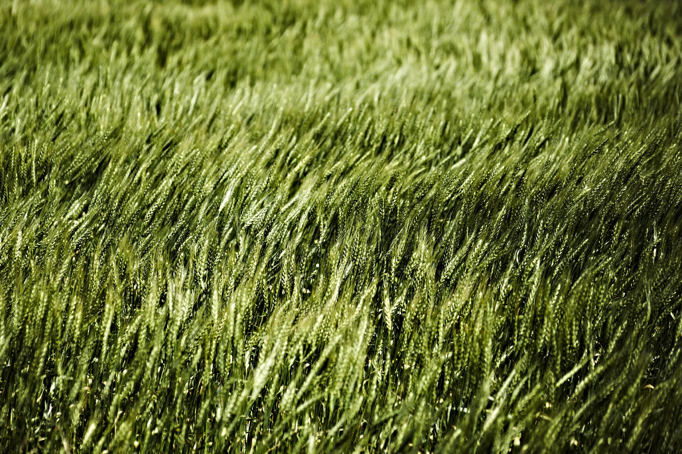 Grass II by Peter Morneau on GIANT ART - green photo art