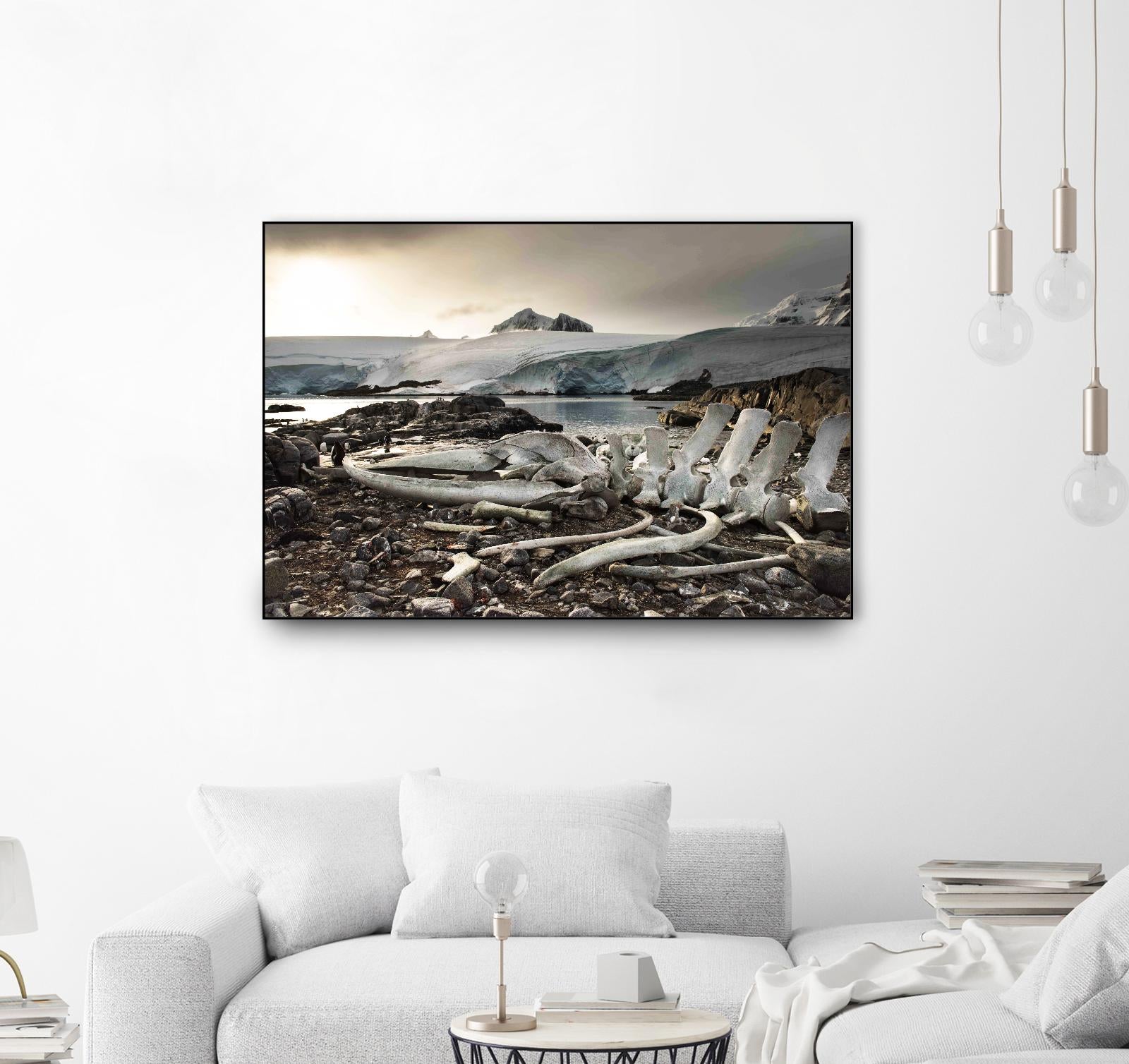Whale skeleton at Jougla point, Antarctica by Nick Jackson on GIANT ART - grey photo art