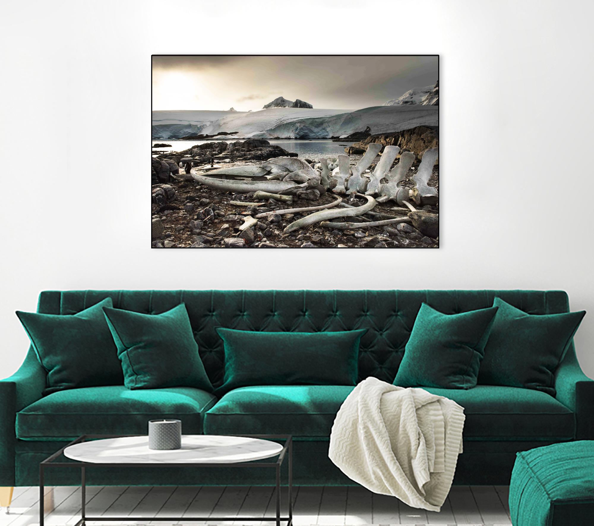 Whale skeleton at Jougla point, Antarctica by Nick Jackson on GIANT ART - grey photo art