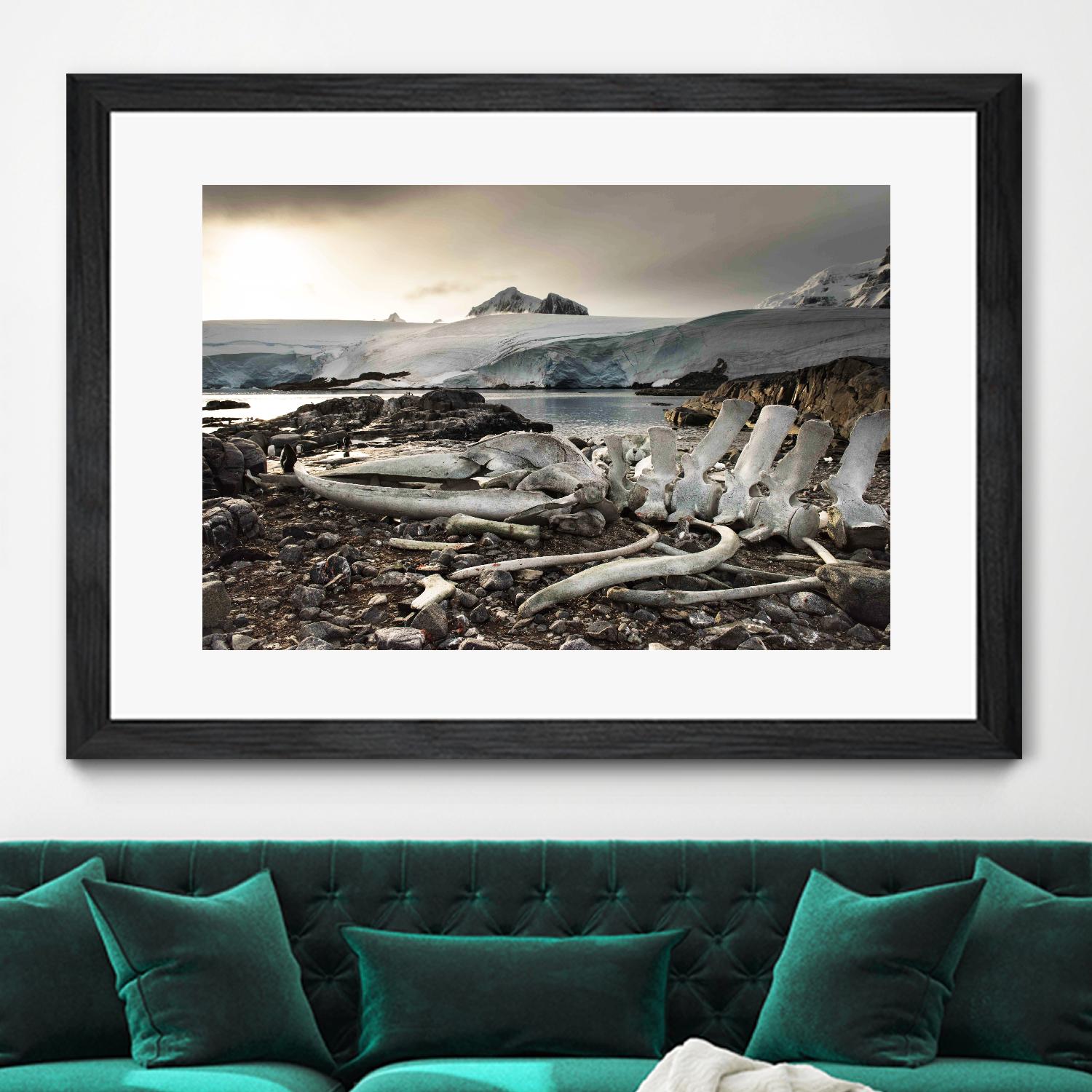 Whale skeleton at Jougla point, Antarctica by Nick Jackson on GIANT ART - grey photo art