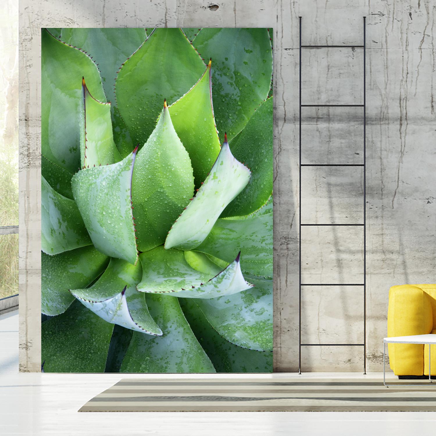 Yucca Study 1 by Acer Images on GIANT ART - green botany
