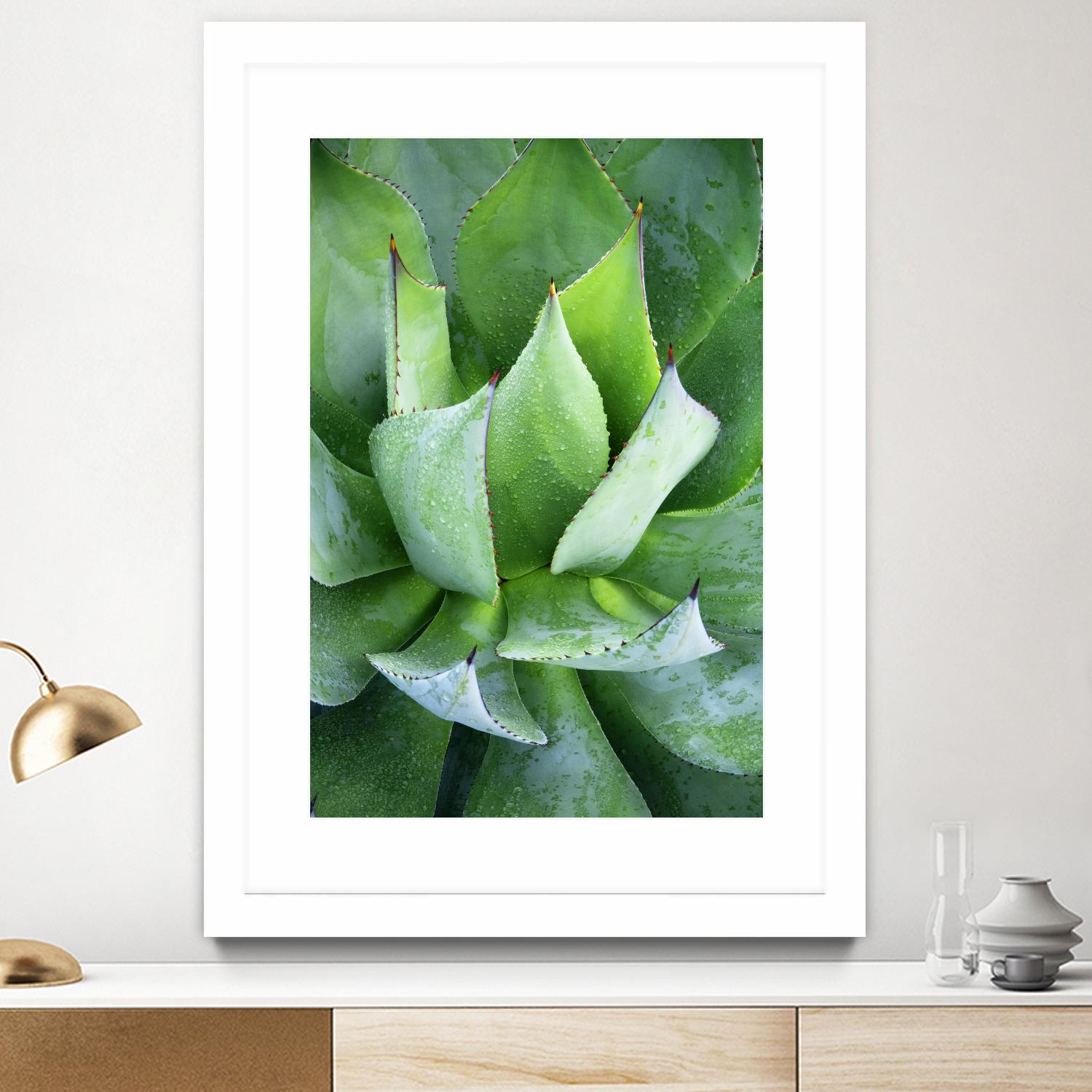 Yucca Study 1 by Acer Images on GIANT ART - green botany