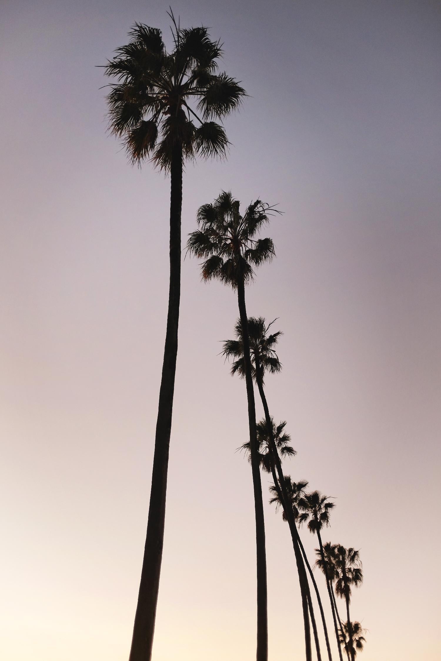 Palm Tree Silhouettes by Lillis Werder on GIANT ART - purple tropical