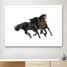 Black & Brown Horse by Stefano Altamura on GIANT ART - white black & white horse
