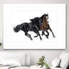 Black & Brown Horse by Stefano Altamura on GIANT ART - white black & white horse