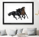 Black & Brown Horse by Stefano Altamura on GIANT ART - white black & white horse
