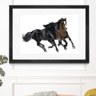 Black & Brown Horse by Stefano Altamura on GIANT ART - white black & white horse