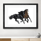 Black & Brown Horse by Stefano Altamura on GIANT ART - white black & white horse