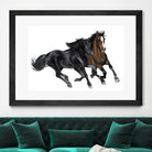 Black & Brown Horse by Stefano Altamura on GIANT ART - white black & white horse