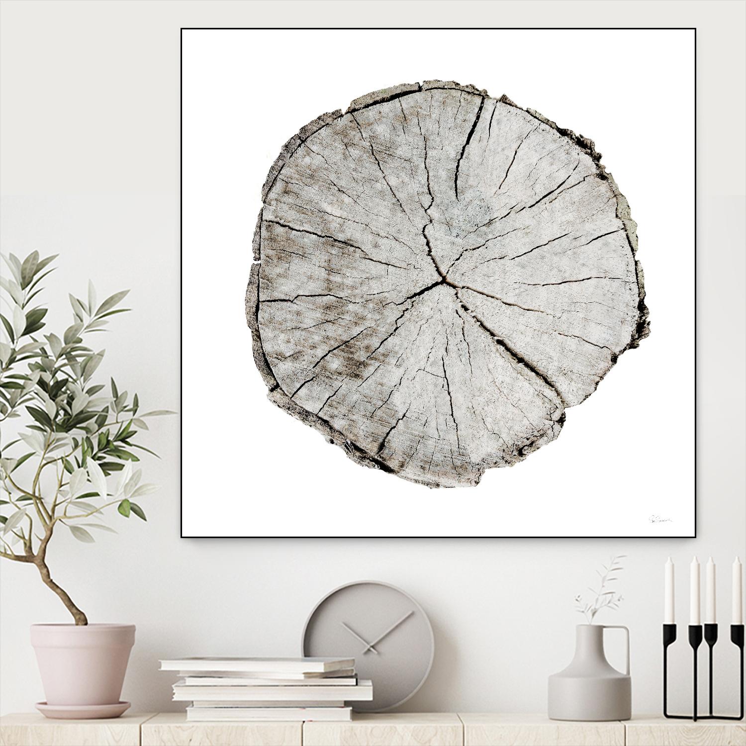 Woodland Years I on White by Sue Schlabach on GIANT ART - grey trees