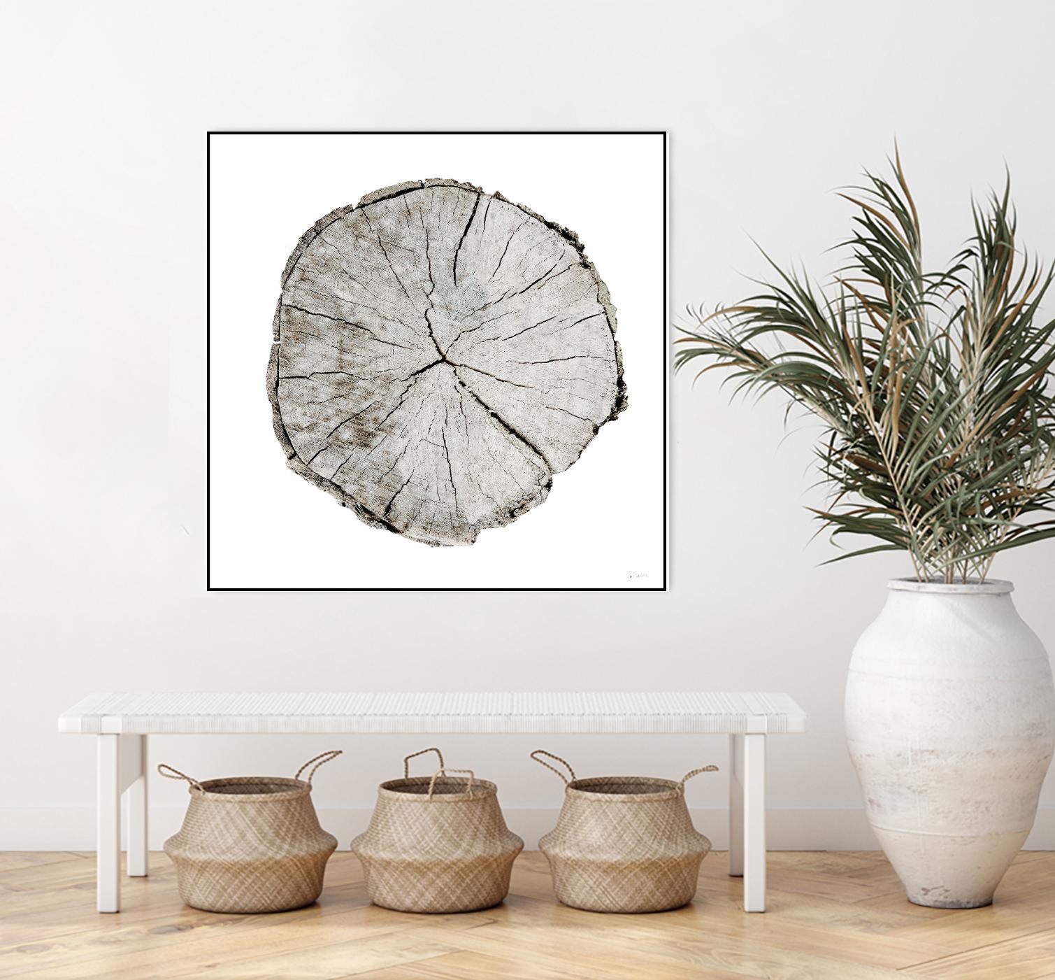 Woodland Years I on White by Sue Schlabach on GIANT ART - grey trees