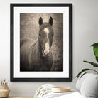 Heres Looking at You II by Debra Van on GIANT ART - animals animals