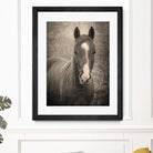 Heres Looking at You II by Debra Van on GIANT ART - animals animals