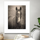 Heres Looking at You II by Debra Van on GIANT ART - animals animals