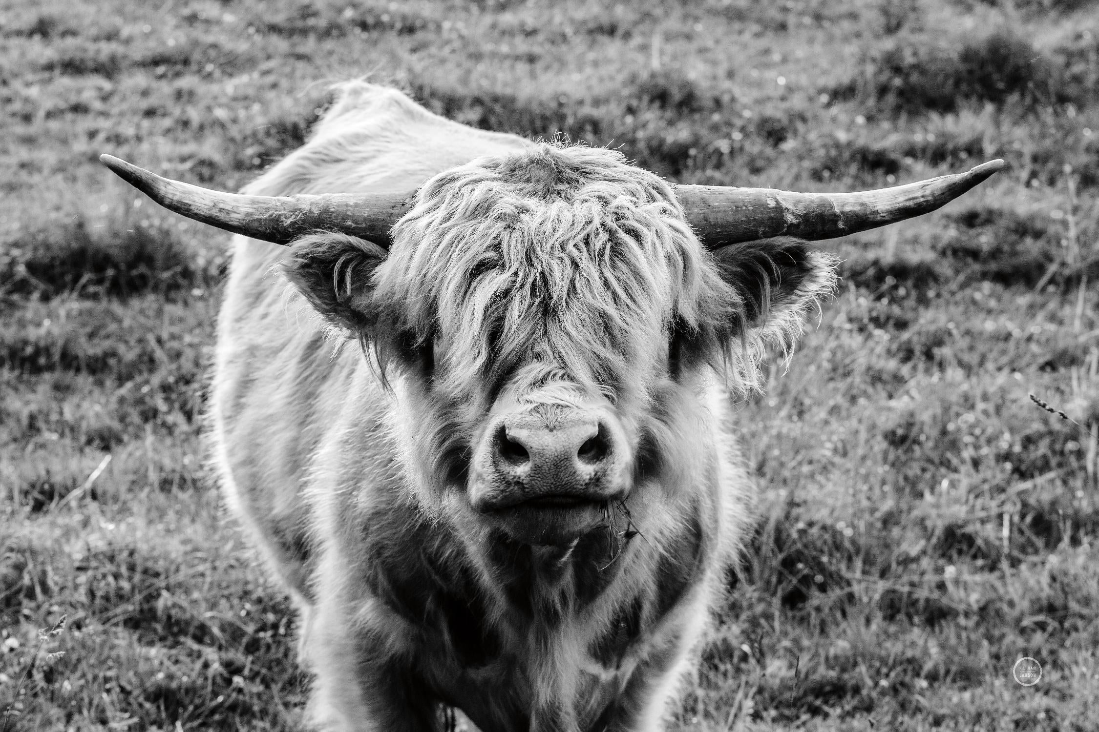 Highland Cow Staring Contest by Nathan Larson on GIANT ART - animals animals