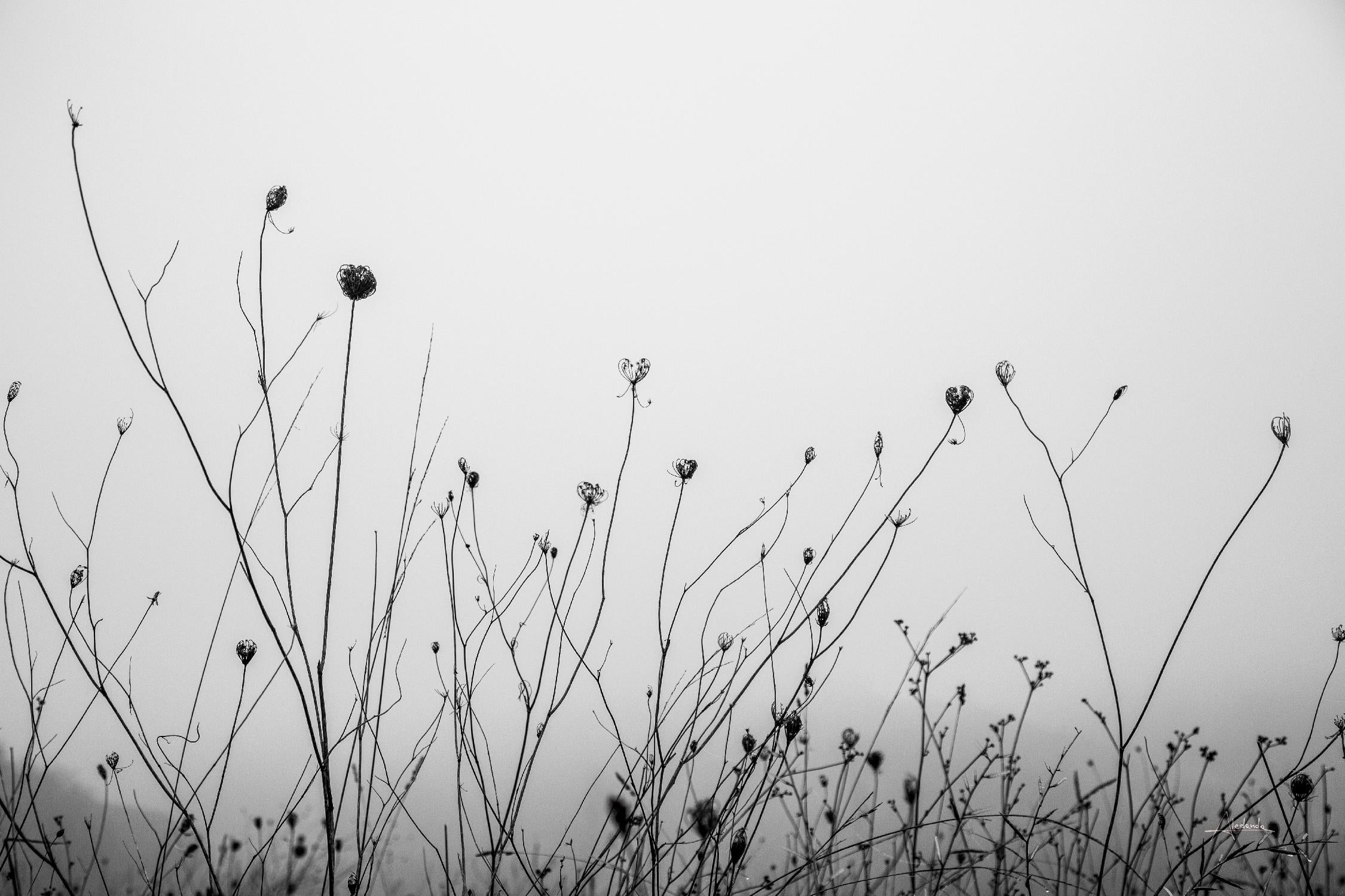 Autumn Grasses by Aledanda on GIANT ART - photography autumn