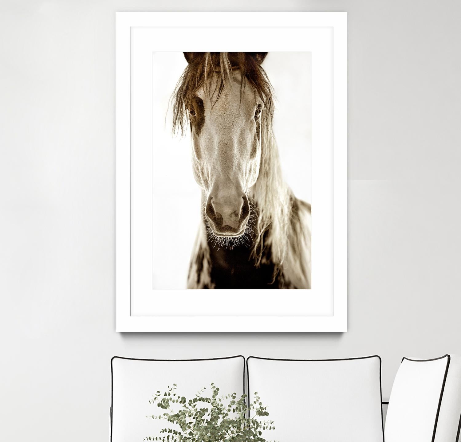 Wilbur Cruz by Lisa Dearing on GIANT ART - multicolor photography; animals