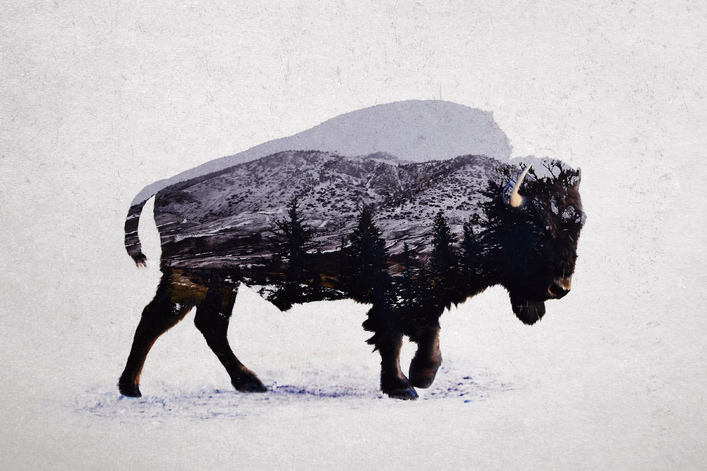 The American Bison by Davies Babies on GIANT ART - white animals