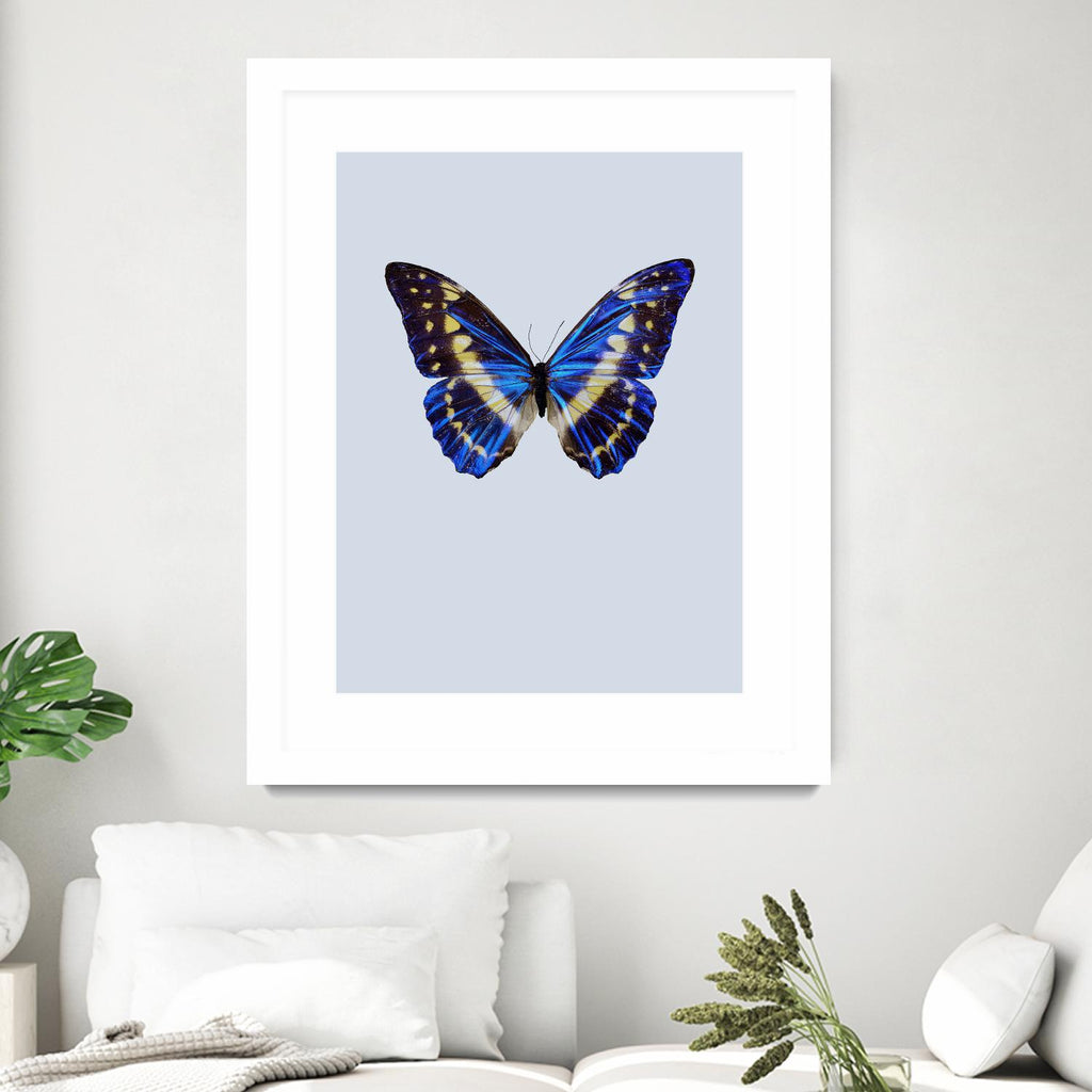 Blue Butterfly by Incado on GIANT ART - multicolor animals; floral/still life