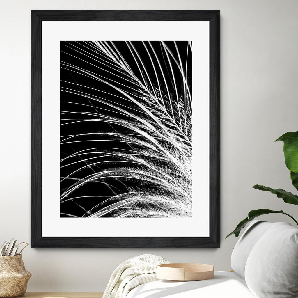 White Feather by Incado on GIANT ART - multicolor photography; floral/still life