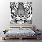 Tiger by PhotoINC Studio on GIANT ART - white animals