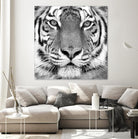 Tiger by PhotoINC Studio on GIANT ART - white animals