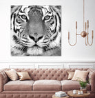 Tiger by PhotoINC Studio on GIANT ART - white animals