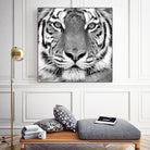 Tiger by PhotoINC Studio on GIANT ART - white animals