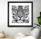 Tiger by PhotoINC Studio on GIANT ART - white animals