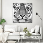 Tiger by PhotoINC Studio on GIANT ART - white animals