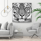 Tiger by PhotoINC Studio on GIANT ART - white animals