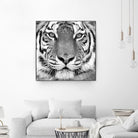 Tiger by PhotoINC Studio on GIANT ART - white animals