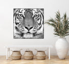 Tiger by PhotoINC Studio on GIANT ART - white animals
