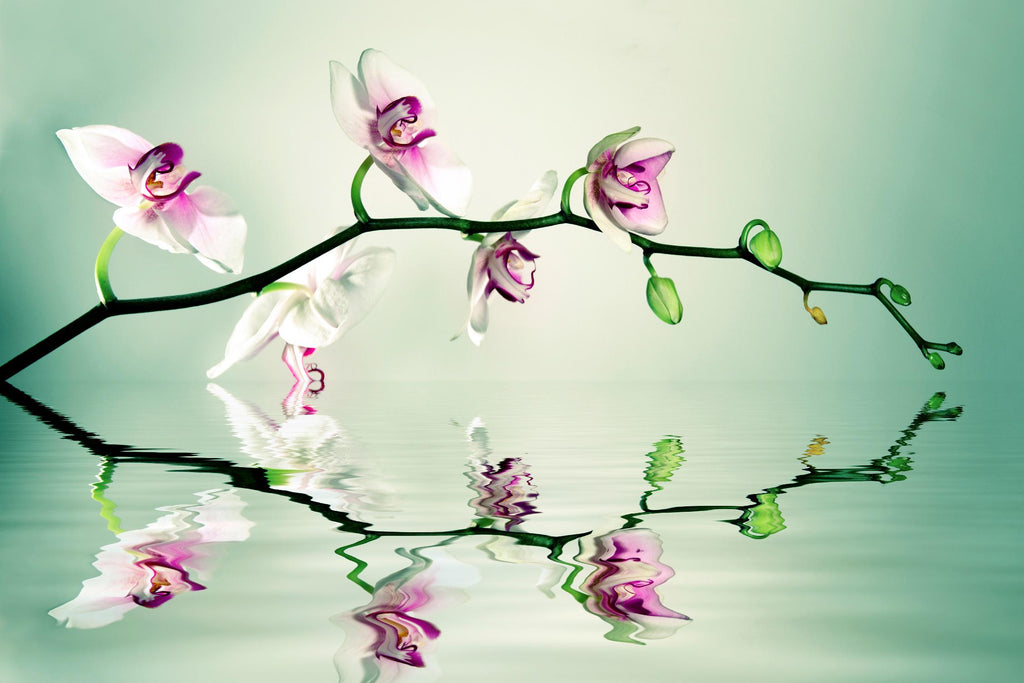 Zen by Lee Sie on GIANT ART - multicolor photography; floral/still life