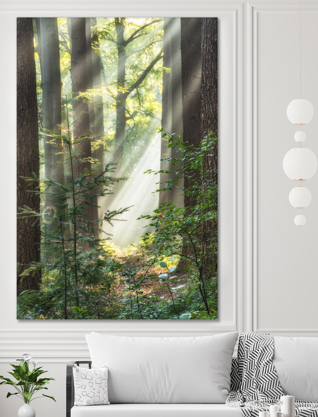 Sunbeam and Spiderweb by Lars Van de Goor on GIANT ART - multicolor photography; landscapes