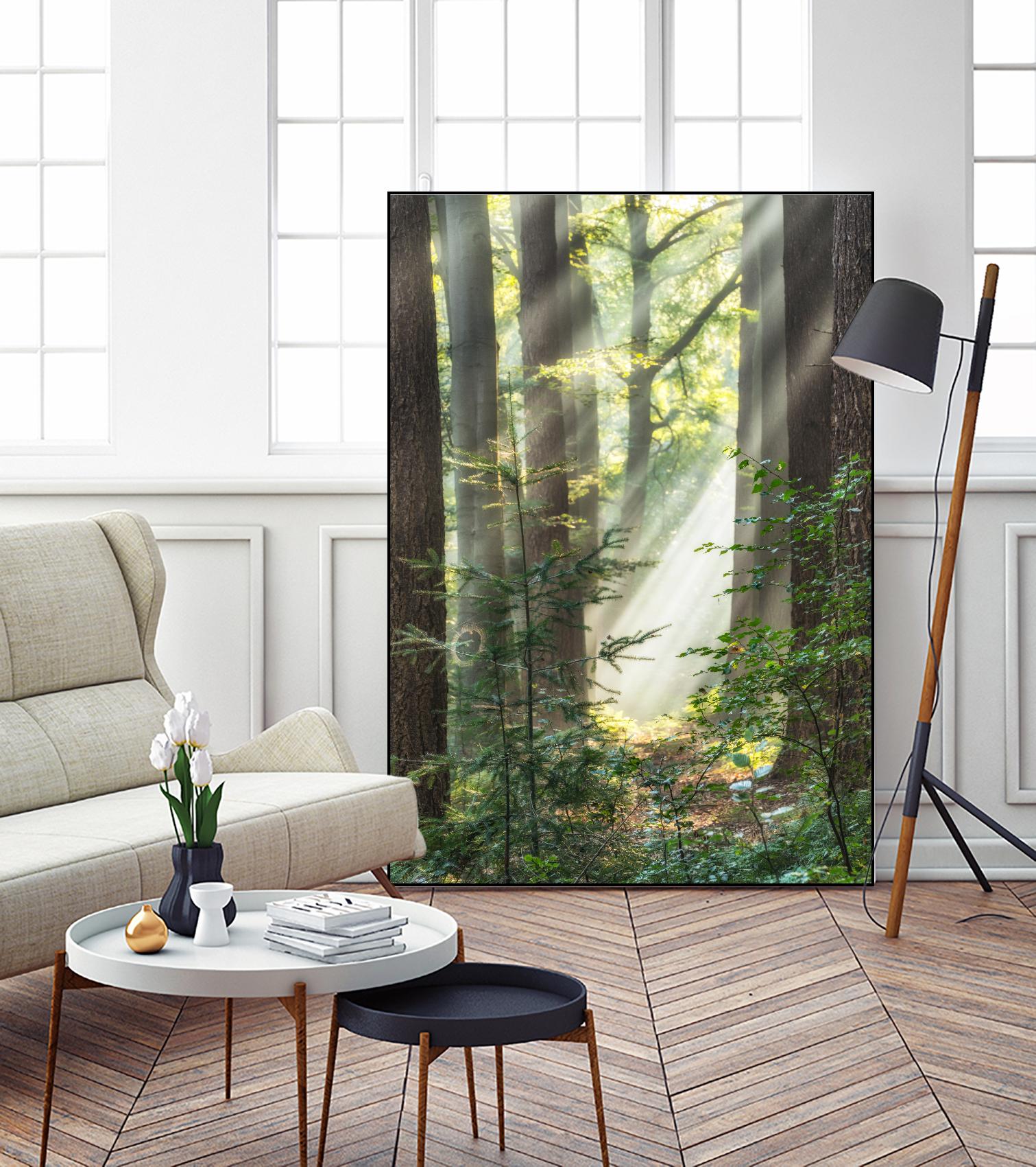 Sunbeam and Spiderweb by Lars Van de Goor on GIANT ART - multicolor photography; landscapes