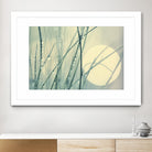 Morning Blues by Ingrid Beddoes on GIANT ART - beige photo art