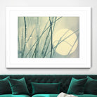 Morning Blues by Ingrid Beddoes on GIANT ART - beige photo art