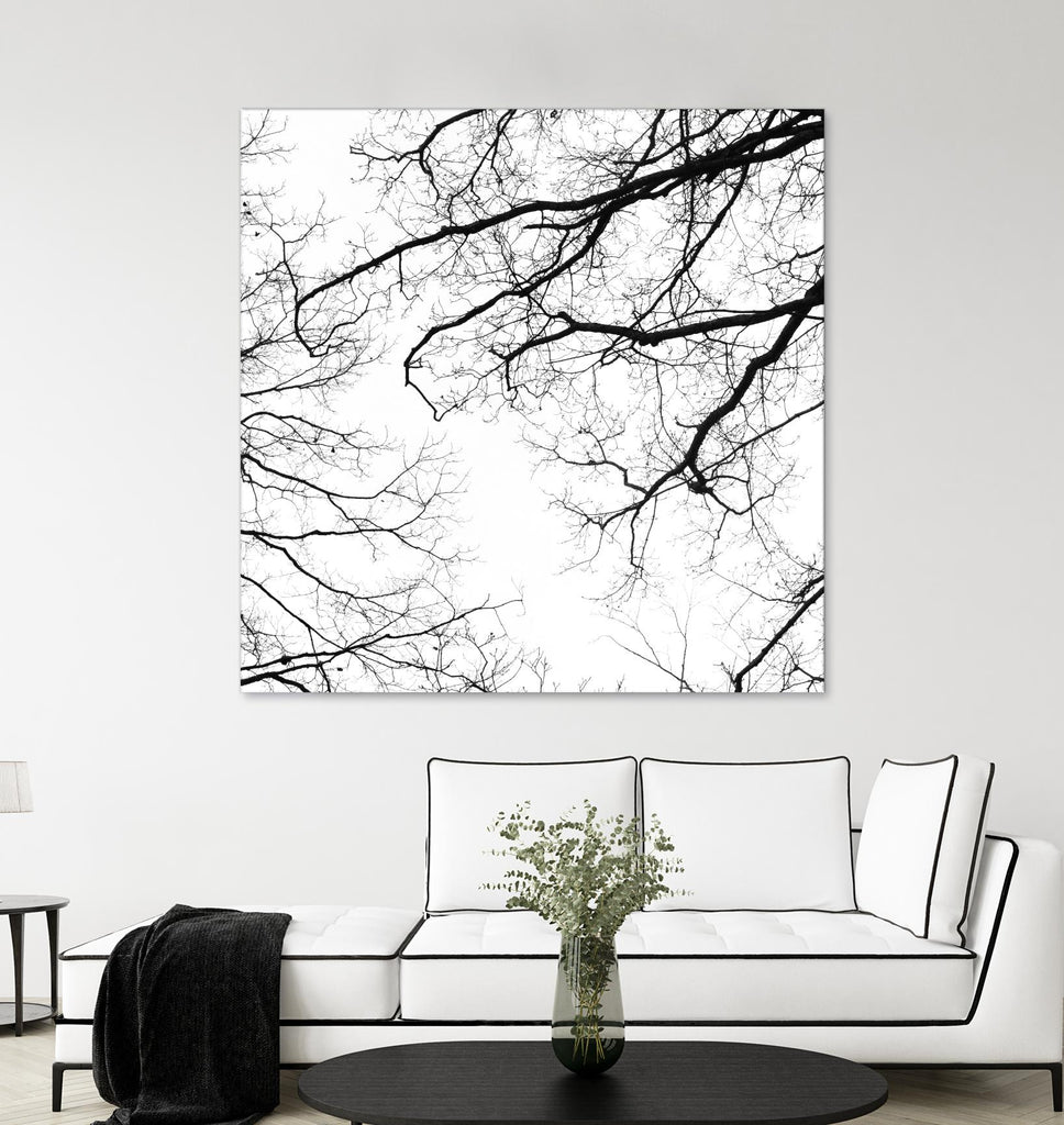 Billows II by Judy Stalus on GIANT ART - black trees