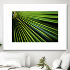 Tropical Bliss II by Norm Stelfox on GIANT ART - green photo art