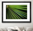 Tropical Bliss II by Norm Stelfox on GIANT ART - green photo art