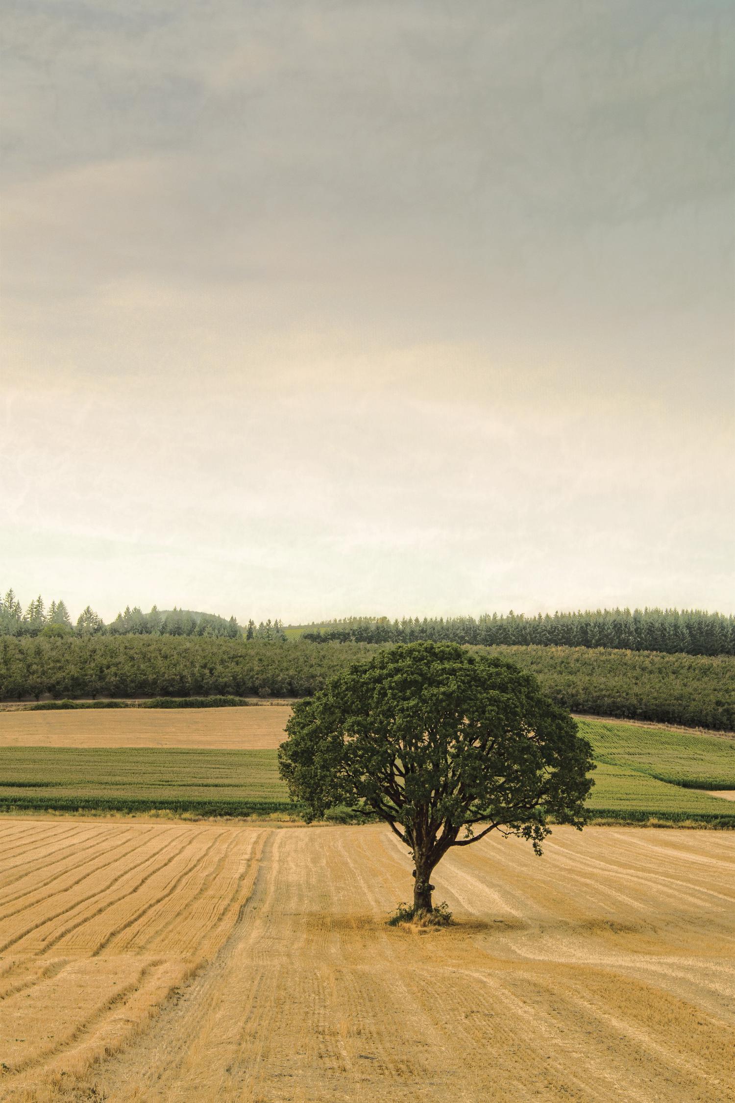 Lone Tree in an Autumn Field by Don Schwartz on GIANT ART - blue trees