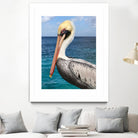 Pelican by Julie DeRice on GIANT ART - coastal photography