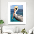 Pelican by Julie DeRice on GIANT ART - coastal photography